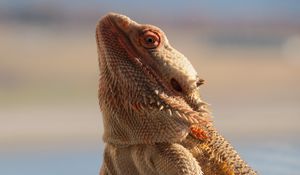 Preview wallpaper central bearded dragon, lizard, reptile