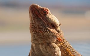 Preview wallpaper central bearded dragon, lizard, reptile