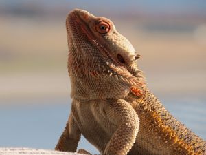 Preview wallpaper central bearded dragon, lizard, reptile