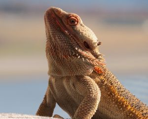 Preview wallpaper central bearded dragon, lizard, reptile