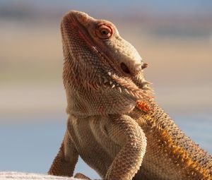 Preview wallpaper central bearded dragon, lizard, reptile