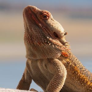 Preview wallpaper central bearded dragon, lizard, reptile