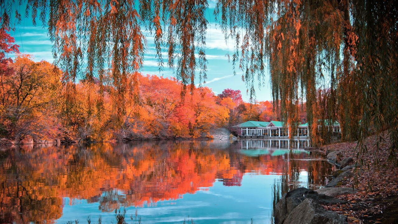 Wallpaper central park, new york, autumn, beautiful landscape