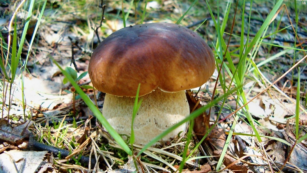 Wallpaper cep, earth, grass, leaves