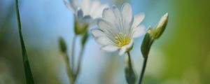 Preview wallpaper cerastium, flower, petals, white