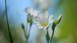 Preview wallpaper cerastium, flower, petals, white