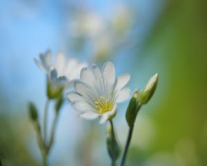 Preview wallpaper cerastium, flower, petals, white