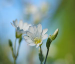 Preview wallpaper cerastium, flower, petals, white