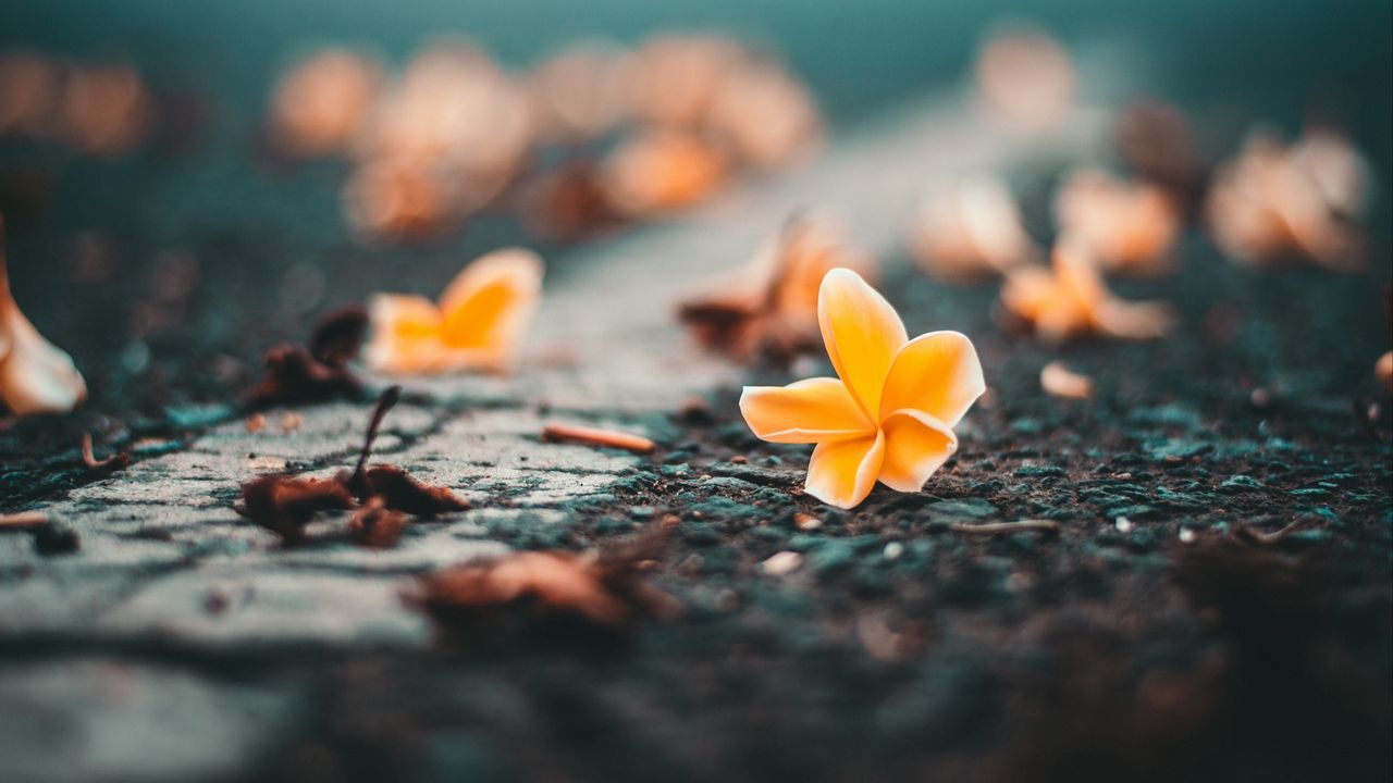 Wallpaper ceratostylis, flower, close-up, blur