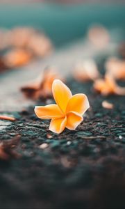 Preview wallpaper ceratostylis, flower, close-up, blur
