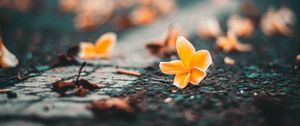Preview wallpaper ceratostylis, flower, close-up, blur