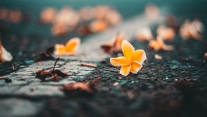 Preview wallpaper ceratostylis, flower, close-up, blur