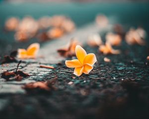 Preview wallpaper ceratostylis, flower, close-up, blur