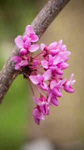 Preview wallpaper cercis canadensis, cercis, flowers, branch, spring, pink