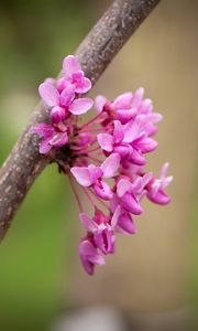 Preview wallpaper cercis canadensis, cercis, flowers, branch, spring, pink