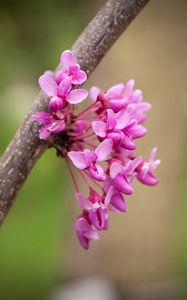 Preview wallpaper cercis canadensis, cercis, flowers, branch, spring, pink