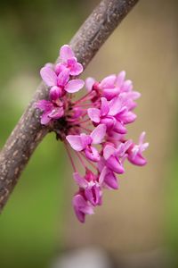 Preview wallpaper cercis canadensis, cercis, flowers, branch, spring, pink