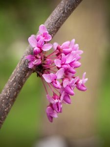 Preview wallpaper cercis canadensis, cercis, flowers, branch, spring, pink