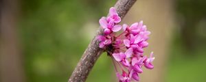 Preview wallpaper cercis canadensis, cercis, flowers, branch, spring, pink