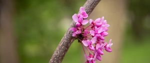 Preview wallpaper cercis canadensis, cercis, flowers, branch, spring, pink