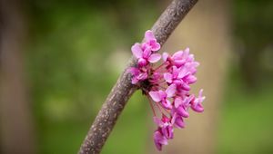 Preview wallpaper cercis canadensis, cercis, flowers, branch, spring, pink