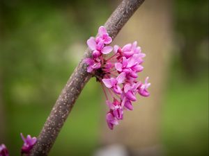 Preview wallpaper cercis canadensis, cercis, flowers, branch, spring, pink
