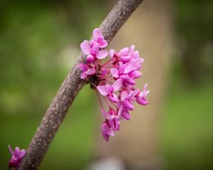 Preview wallpaper cercis canadensis, cercis, flowers, branch, spring, pink