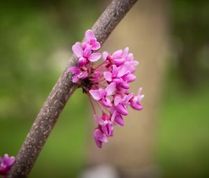 Preview wallpaper cercis canadensis, cercis, flowers, branch, spring, pink