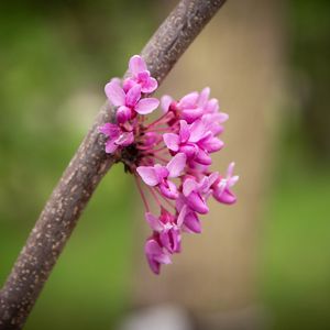 Preview wallpaper cercis canadensis, cercis, flowers, branch, spring, pink