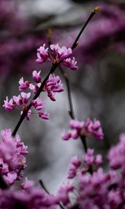 Preview wallpaper cercis, flowers, branches, tree, purple