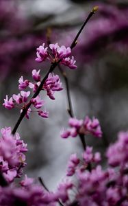 Preview wallpaper cercis, flowers, branches, tree, purple