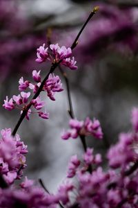 Preview wallpaper cercis, flowers, branches, tree, purple
