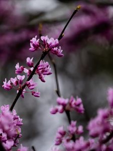 Preview wallpaper cercis, flowers, branches, tree, purple