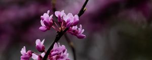 Preview wallpaper cercis, flowers, branches, tree, purple