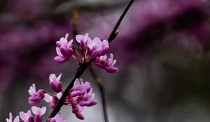 Preview wallpaper cercis, flowers, branches, tree, purple