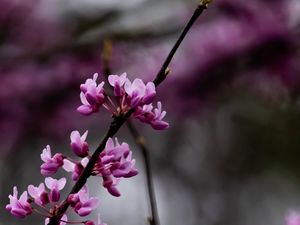 Preview wallpaper cercis, flowers, branches, tree, purple
