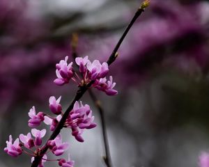 Preview wallpaper cercis, flowers, branches, tree, purple