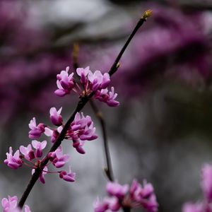 Preview wallpaper cercis, flowers, branches, tree, purple