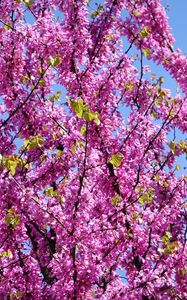 Preview wallpaper cercis, flowers, branches, tree