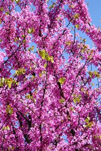 Preview wallpaper cercis, flowers, branches, tree