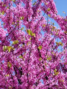Preview wallpaper cercis, flowers, branches, tree