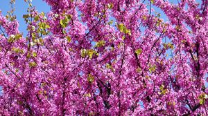 Preview wallpaper cercis, flowers, branches, tree