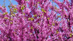 Preview wallpaper cercis, flowers, branches, tree