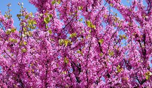Preview wallpaper cercis, flowers, branches, tree