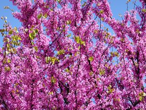Preview wallpaper cercis, flowers, branches, tree