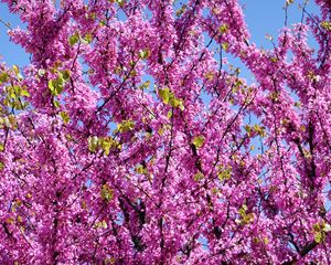 Preview wallpaper cercis, flowers, branches, tree