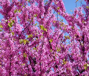 Preview wallpaper cercis, flowers, branches, tree