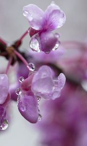 Preview wallpaper cercis, flowers, petals, drops, pink