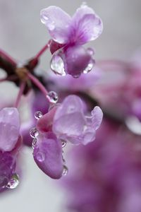 Preview wallpaper cercis, flowers, petals, drops, pink