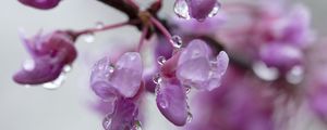Preview wallpaper cercis, flowers, petals, drops, pink